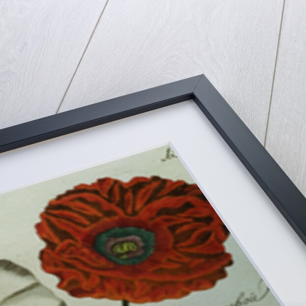 Print of Poppies from A Collection Worthy of Curiosity from the Realm of Plants by Anonymous