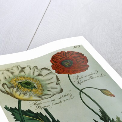 Print of Poppies from A Collection Worthy of Curiosity from the Realm of Plants by Anonymous