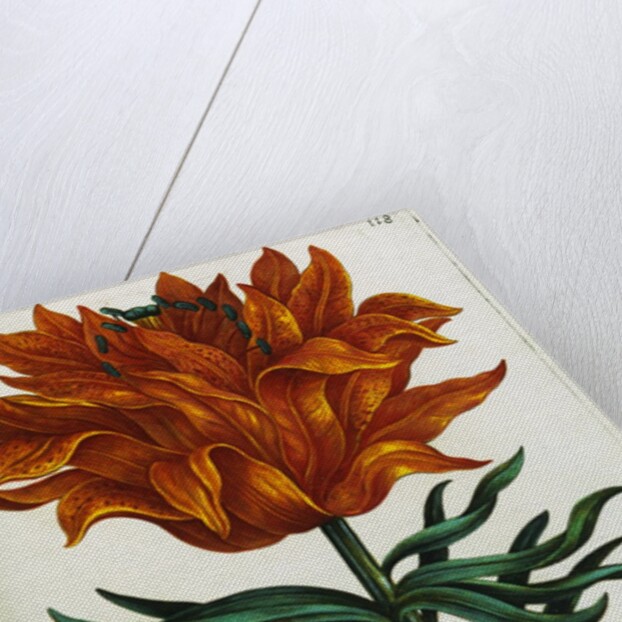 Botanical Print Florilegium Renovatum et Auctum by Anonymous