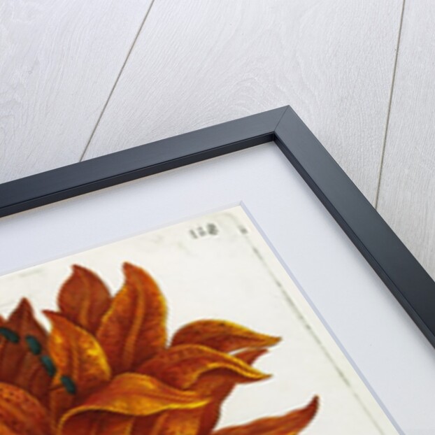 Botanical Print Florilegium Renovatum et Auctum by Anonymous