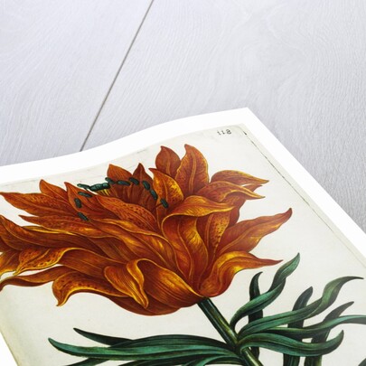 Botanical Print Florilegium Renovatum et Auctum by Anonymous