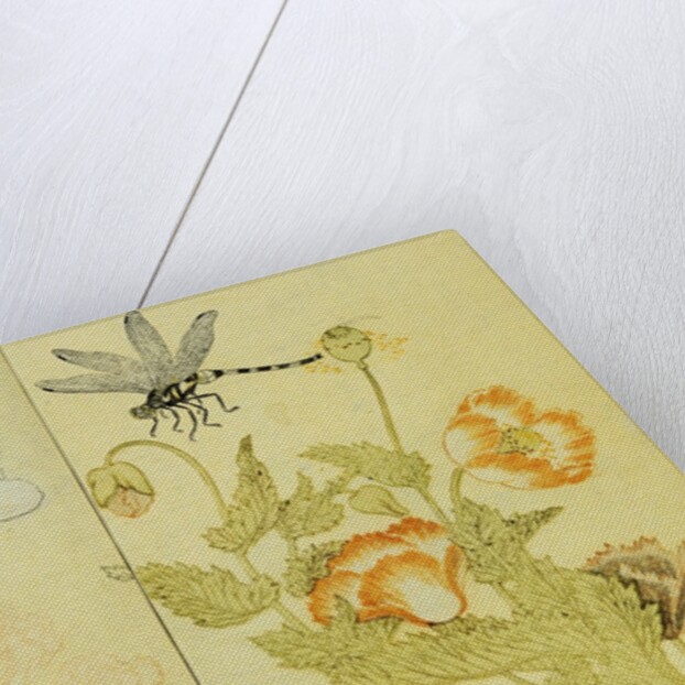 Illustration from A Picture Book of Selected Insects (Butterflies and Flowers) by Utamaro