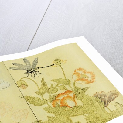 Illustration from A Picture Book of Selected Insects (Butterflies and Flowers) by Utamaro