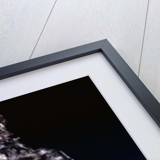 Ratapoil by Honore Victorin Daumier