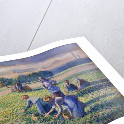 The Pea Harvest by Camille Pissarro