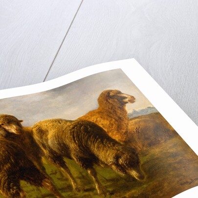 Sheep Grazing in a Meadow by Rosa Bonheur