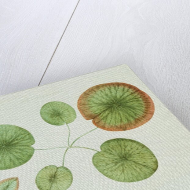 Victoria Regia or the Great Water Lily of America (Young Plants, Frontispiece) by William Sharp