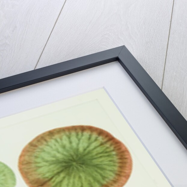 Victoria Regia or the Great Water Lily of America (Young Plants, Frontispiece) by William Sharp