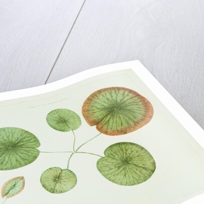 Victoria Regia or the Great Water Lily of America (Young Plants, Frontispiece) by William Sharp