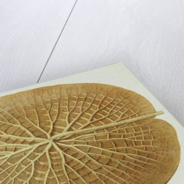 Victoria Regia or the Great Water Lily of America (Underside of Leaf) by William Sharp