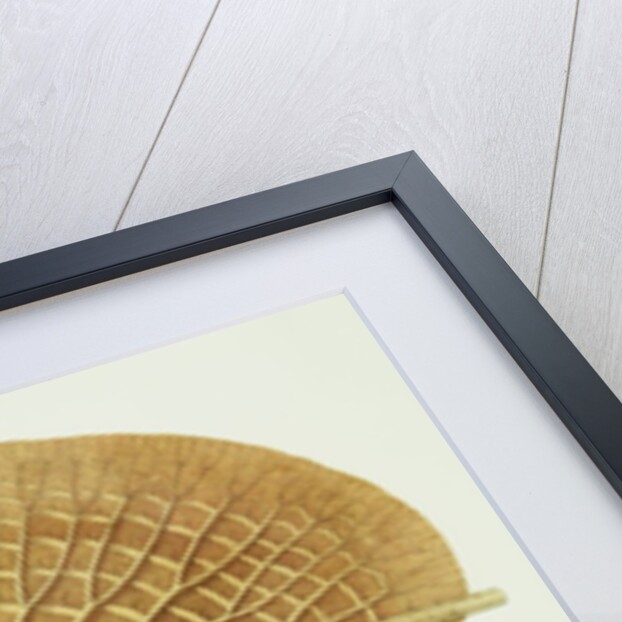 Victoria Regia or the Great Water Lily of America (Underside of Leaf) by William Sharp