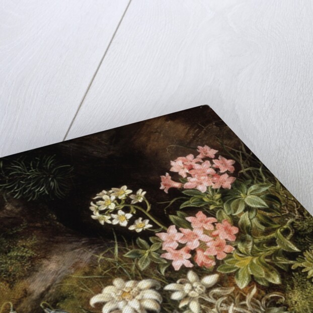 Edelweiss and Other Alpine Flowers by Theodor Petter