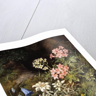 Edelweiss and Other Alpine Flowers by Theodor Petter