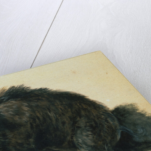 A Wild Boar at Bay by Jean-Baptiste Oudry