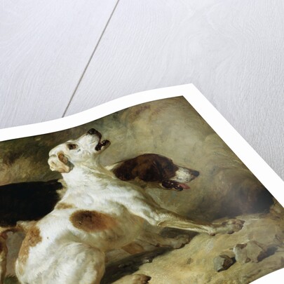 Foxhounds, Fox Gone to Earth: The Two Hounds Messmate and Coventry by Thomas Woodward