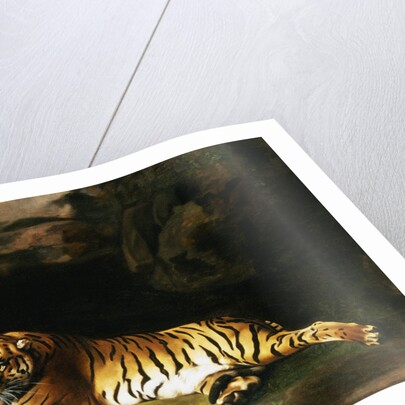 Portrait of the Royal Tiger by George Stubbs