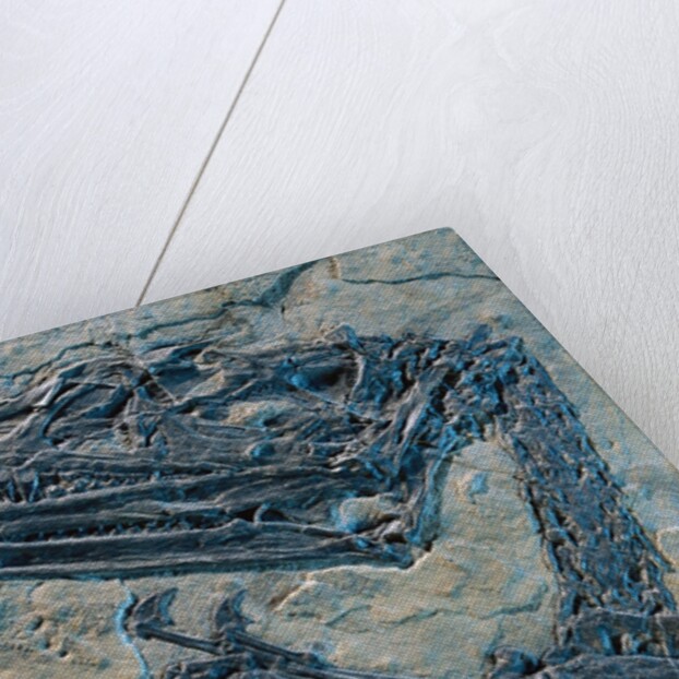 Oldest Pterosaur Fossil by Anonymous