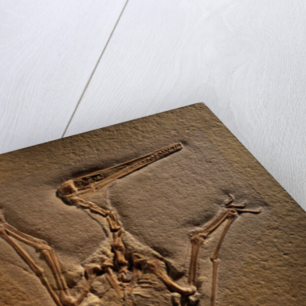 Pterodactylus Kochi Fossil by Anonymous