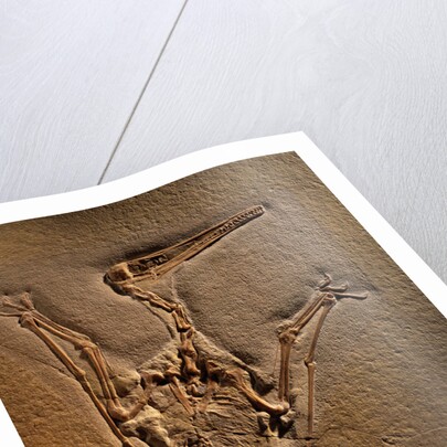 Pterodactylus Kochi Fossil by Anonymous