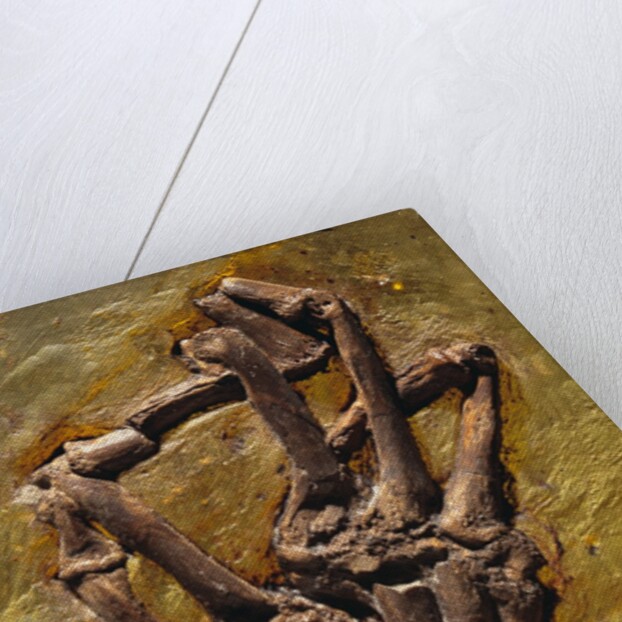Monkey Hand Fossil by Anonymous