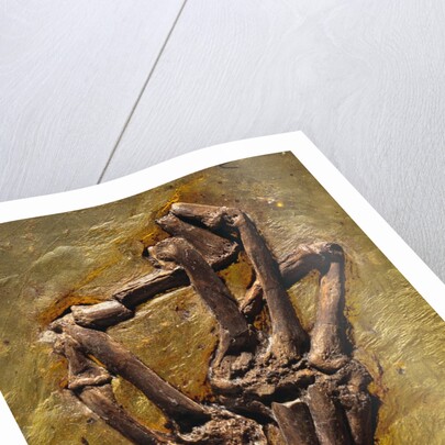 Monkey Hand Fossil by Anonymous