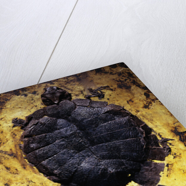Pair of Freshwater Turtle Fossils by Anonymous