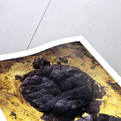 Pair of Freshwater Turtle Fossils by Corbis