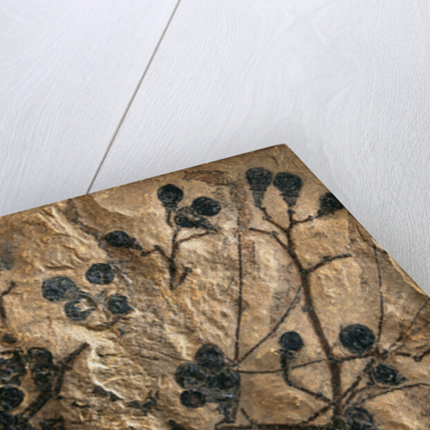 Fossil of Basswood Stems and Berries by Anonymous