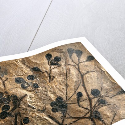 Fossil of Basswood Stems and Berries by Anonymous