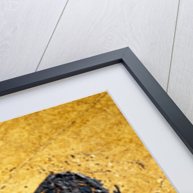 Fossil of Frog by Anonymous