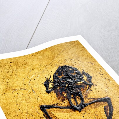Fossil of Frog by Anonymous