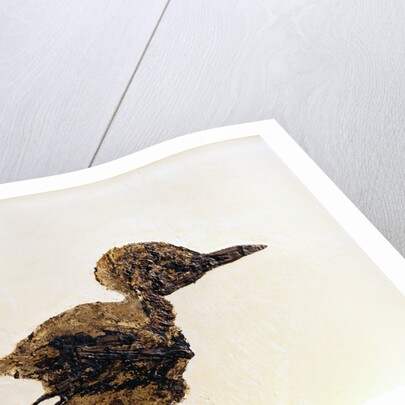 Fossil of Small Bird from Messel Site by Anonymous