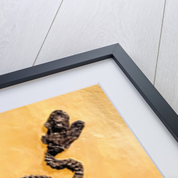Complete Fossil of Large Snake by Anonymous