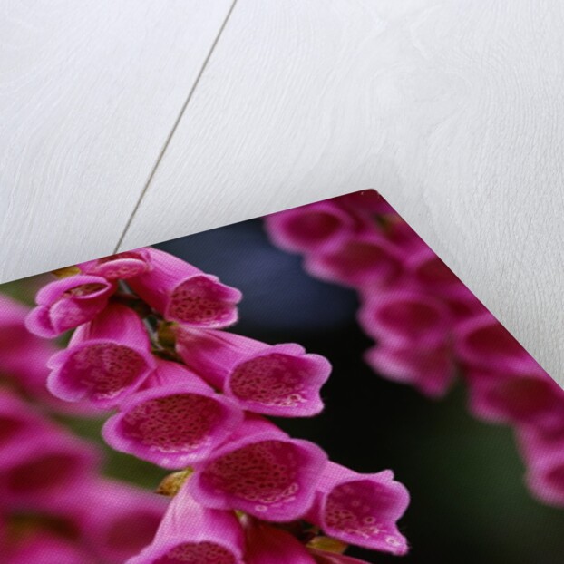Foxglove in Bloom by Anonymous