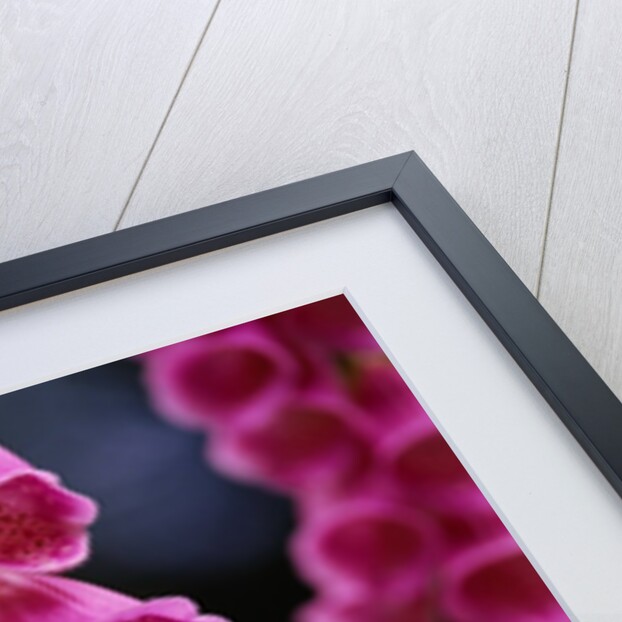 Foxglove in Bloom by Anonymous