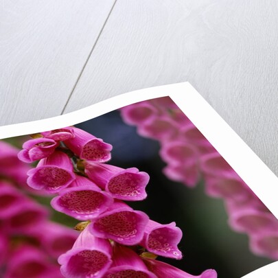 Foxglove in Bloom by Anonymous