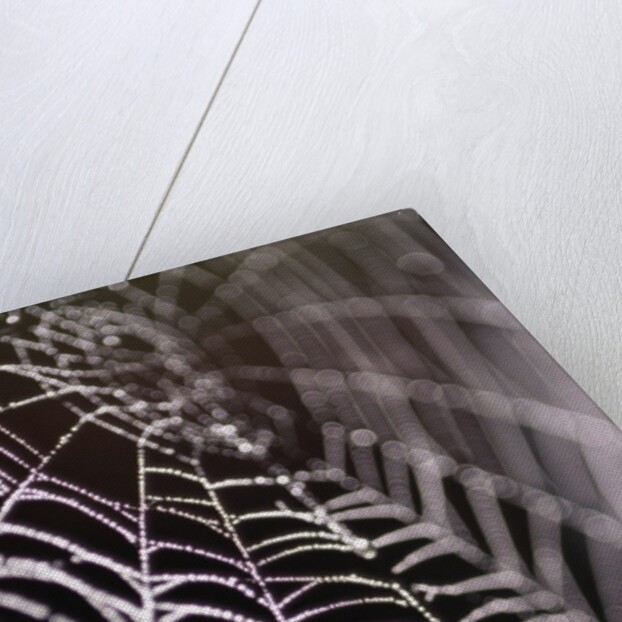 Dewy Spiderweb by Anonymous