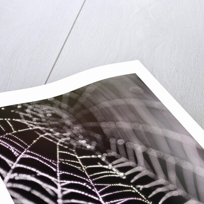 Dewy Spiderweb by Anonymous