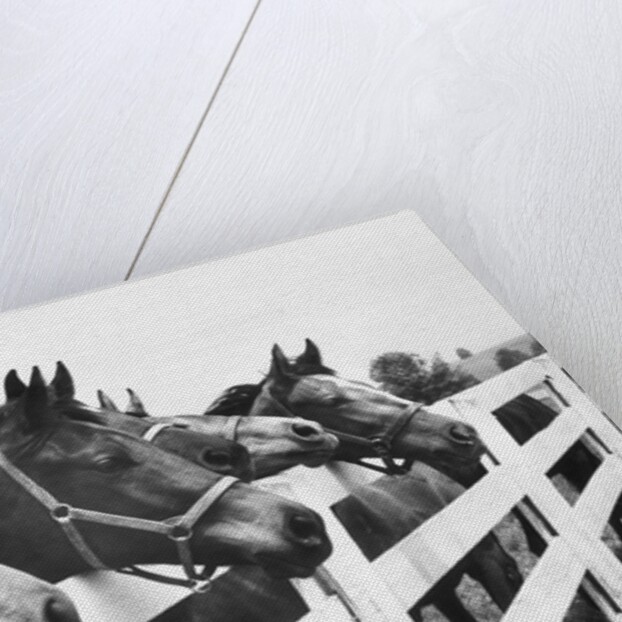 Horses Looking Over Fence at Alfred Vanderbilt's Farm by Anonymous