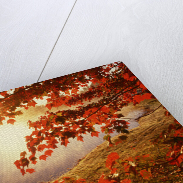 Sunrise Through Autumn Leaves by Anonymous