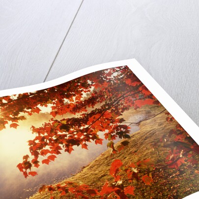 Sunrise Through Autumn Leaves by Anonymous