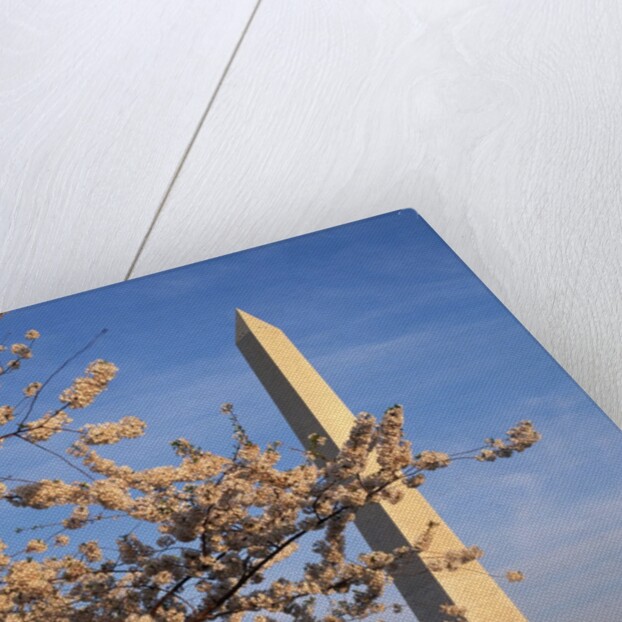 Cherry Tree near Washington Monument by Anonymous