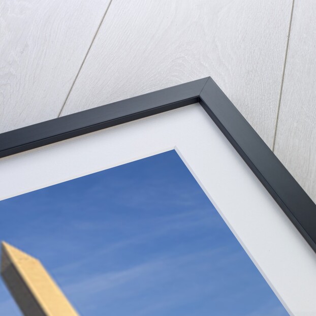 Cherry Tree near Washington Monument by Anonymous