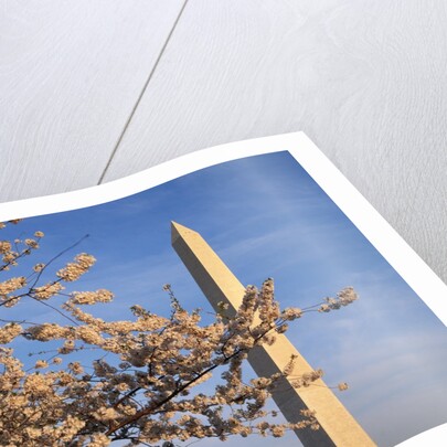 Cherry Tree near Washington Monument by Anonymous