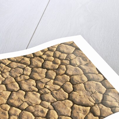 Cracked, Dry Lake Bottom Pattern in Death Valley by Anonymous