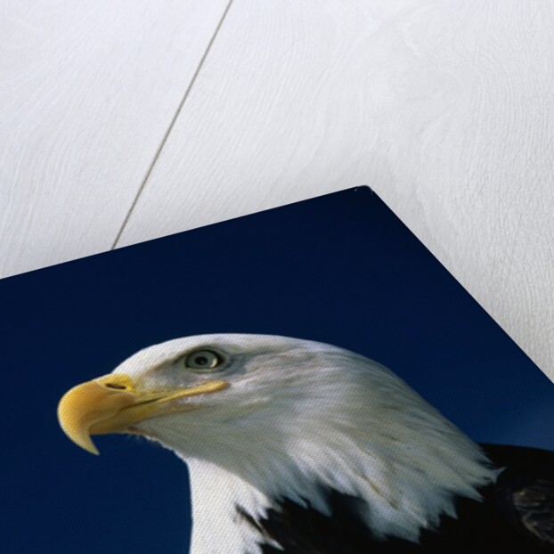 American Bald Eagle by Anonymous