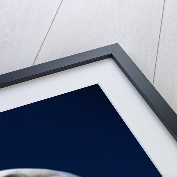 American Bald Eagle by Anonymous