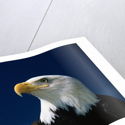American Bald Eagle by Anonymous