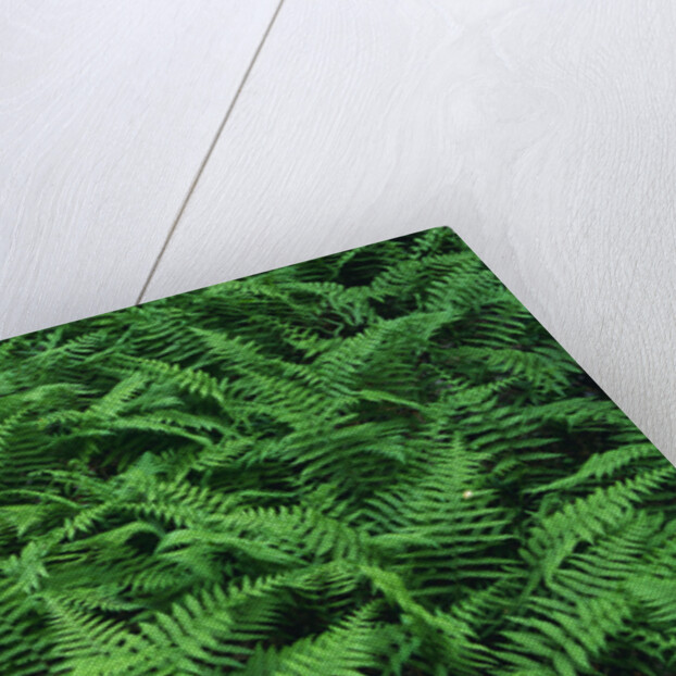 Evergreen Wood Ferns by Anonymous
