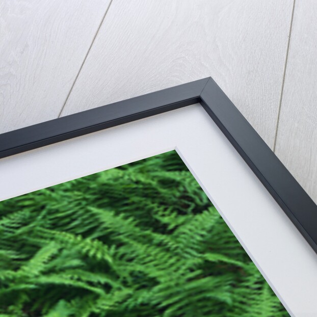 Evergreen Wood Ferns by Anonymous